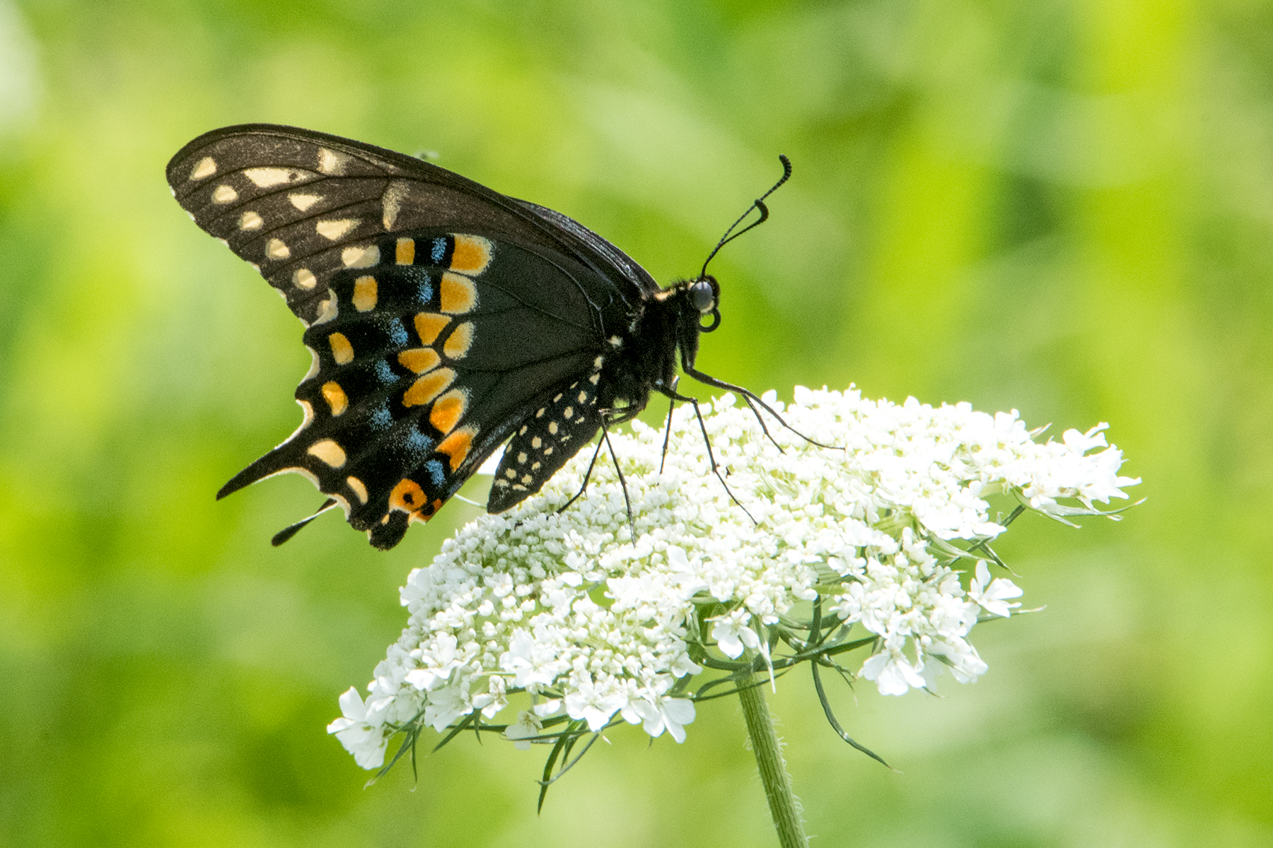 image of Black Swallowtail