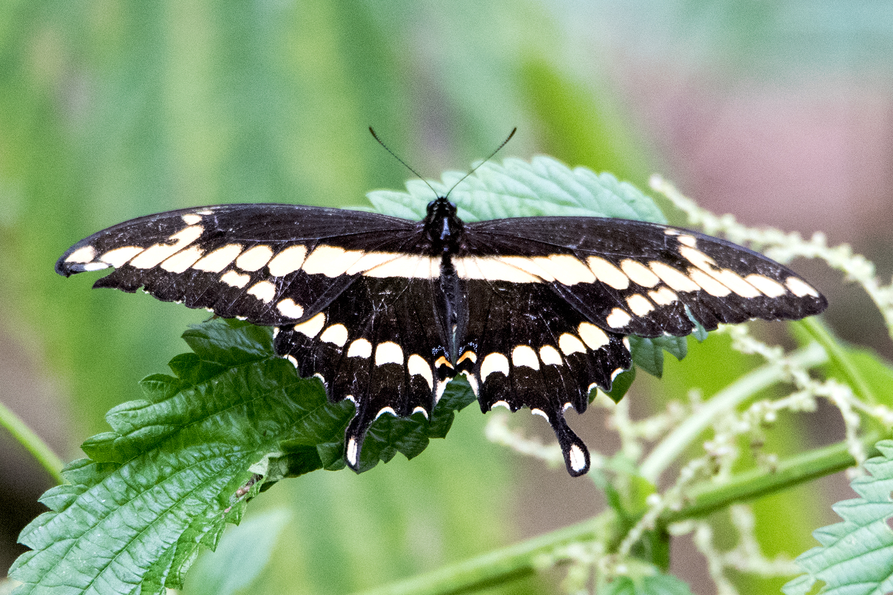 image of Giant Swallowtail