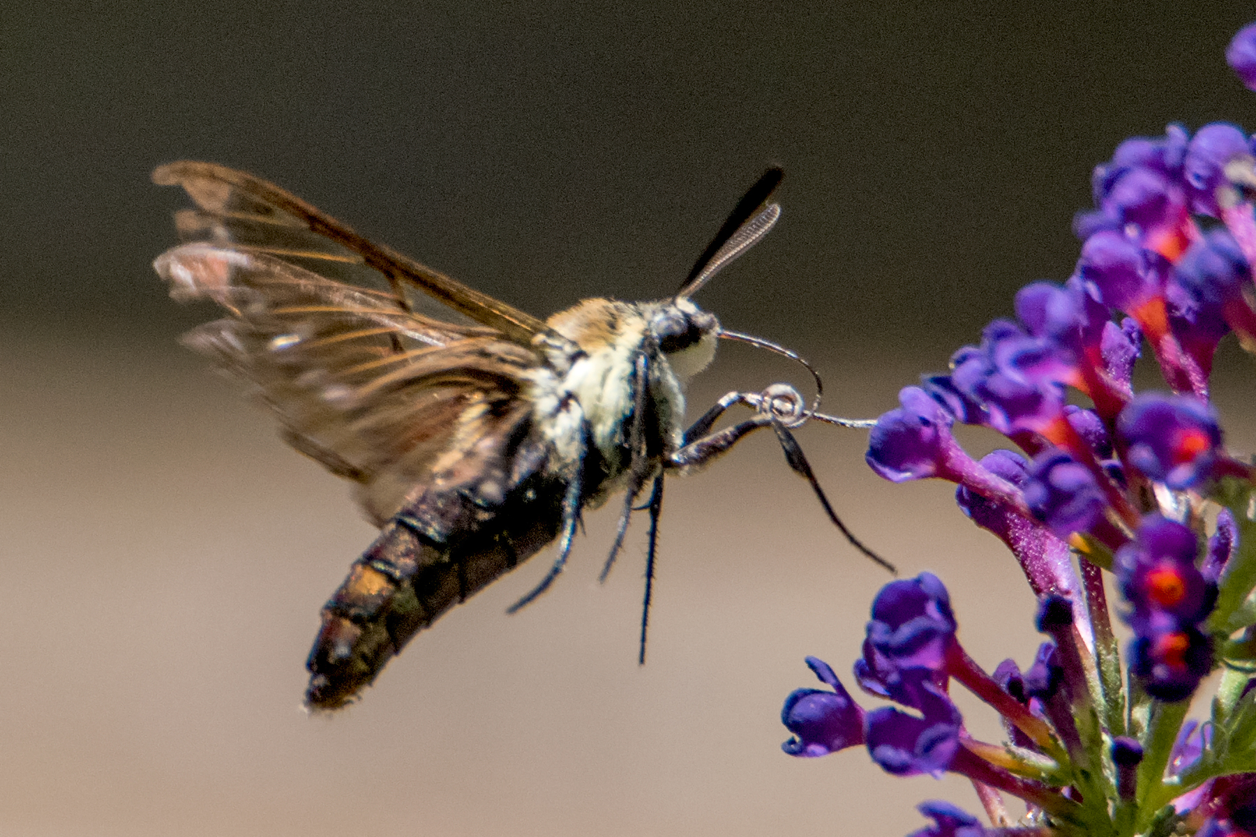 image of Snowberry Clearwing