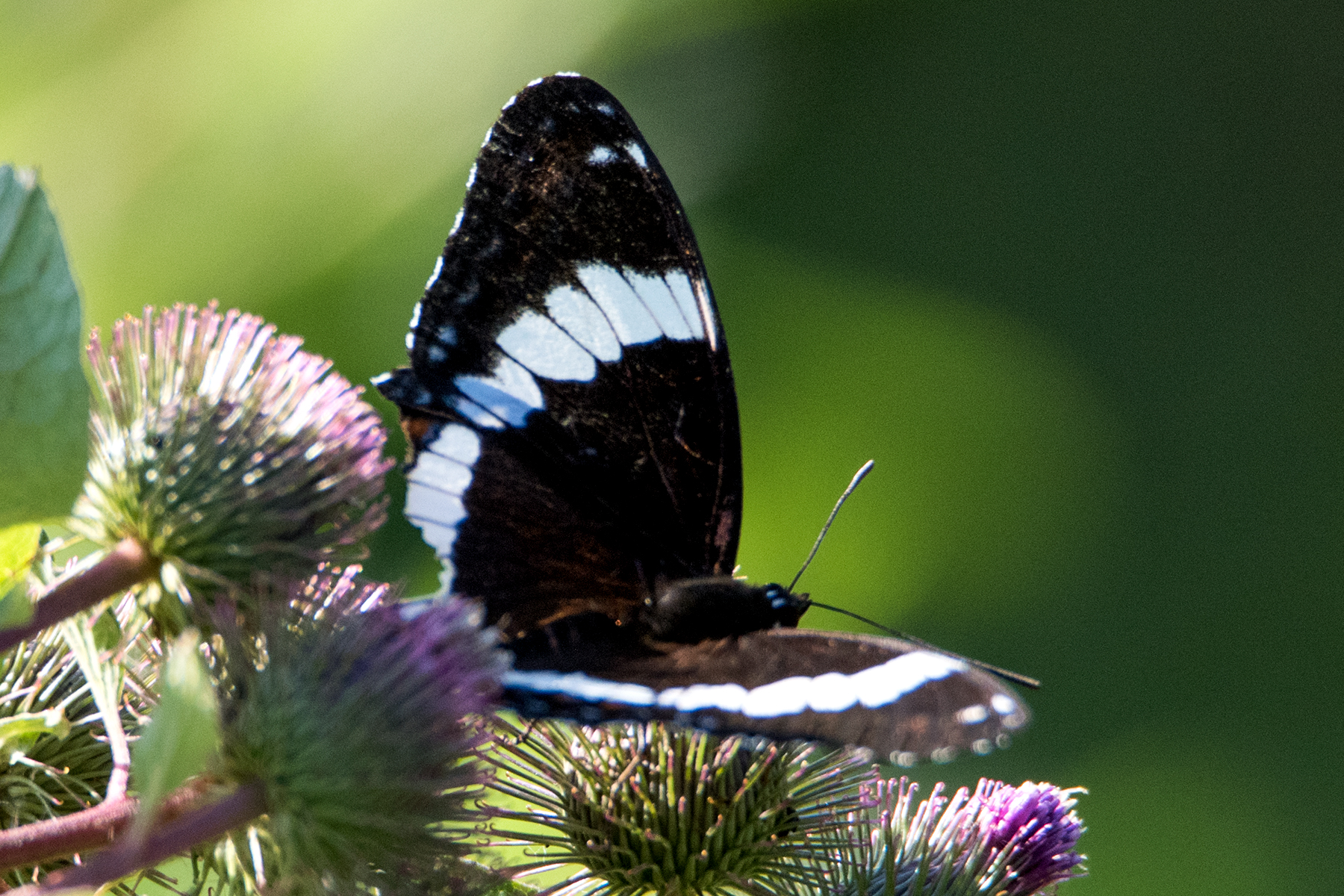 image of White Admiral