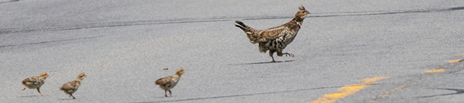 photo of Ruffed Grouse hen and 3 of her 9 chicks