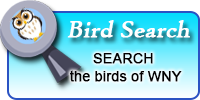 button link to my bird search