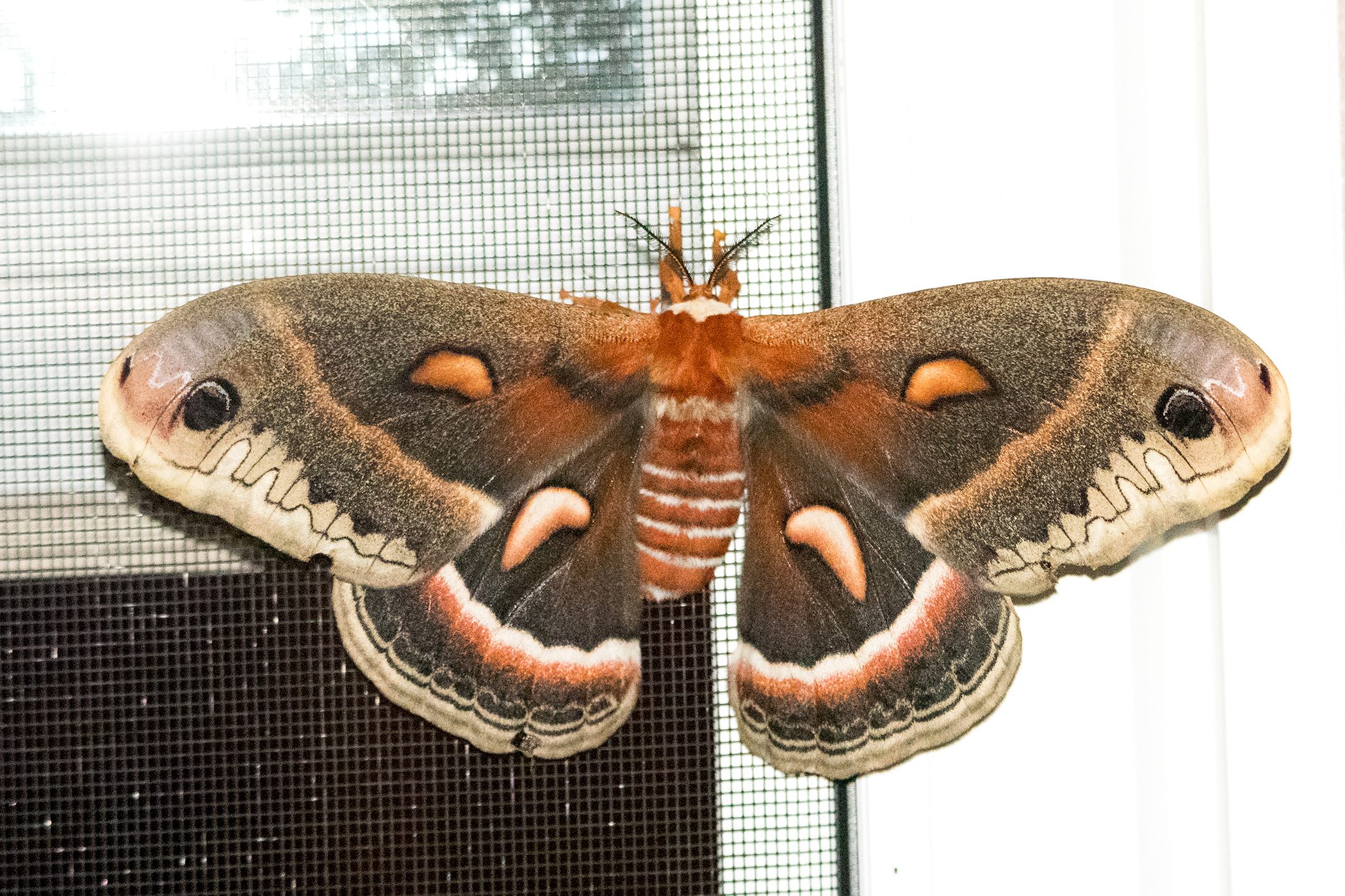 image of Cecropia Silkmoth
