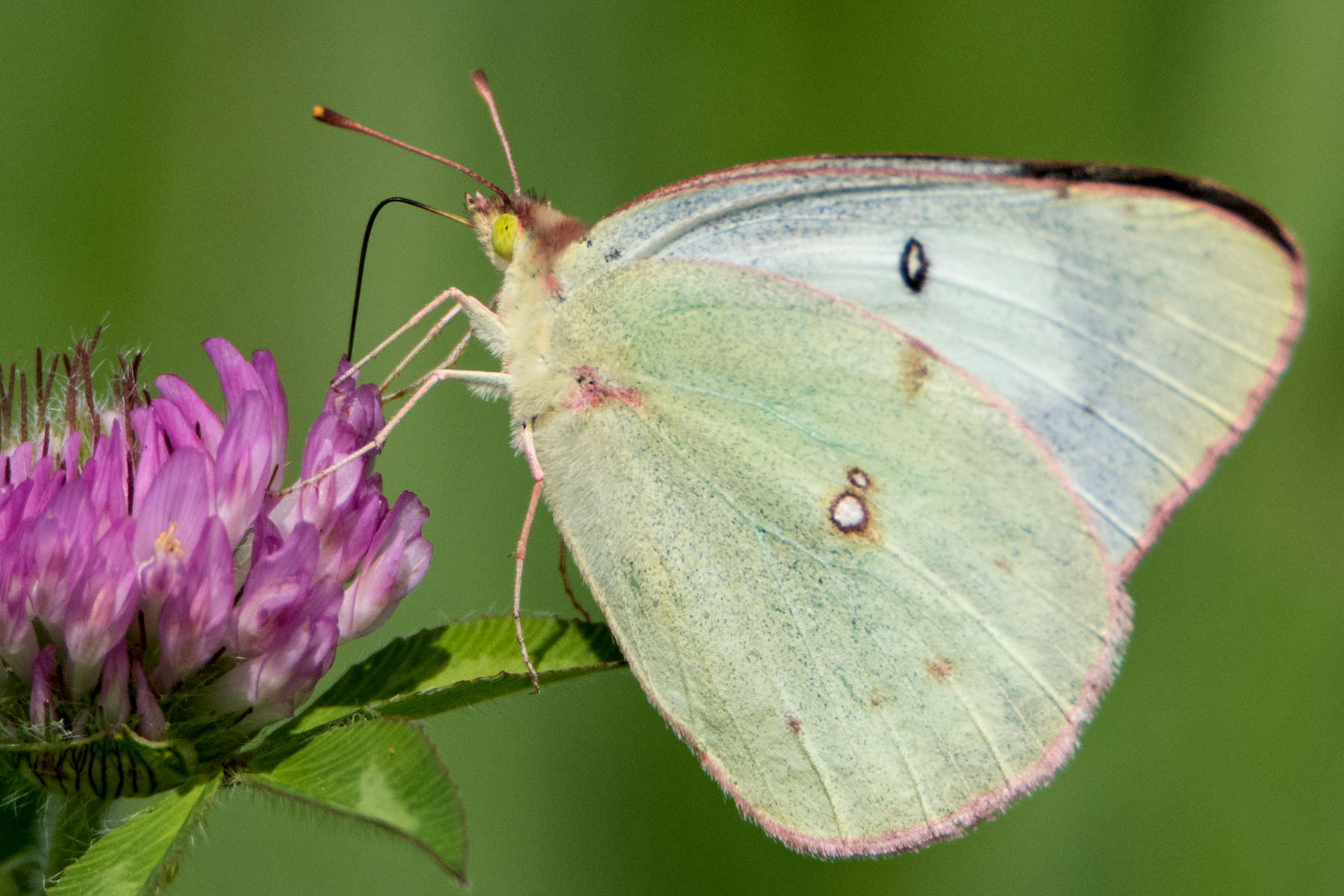 image of Clouded Sulphur