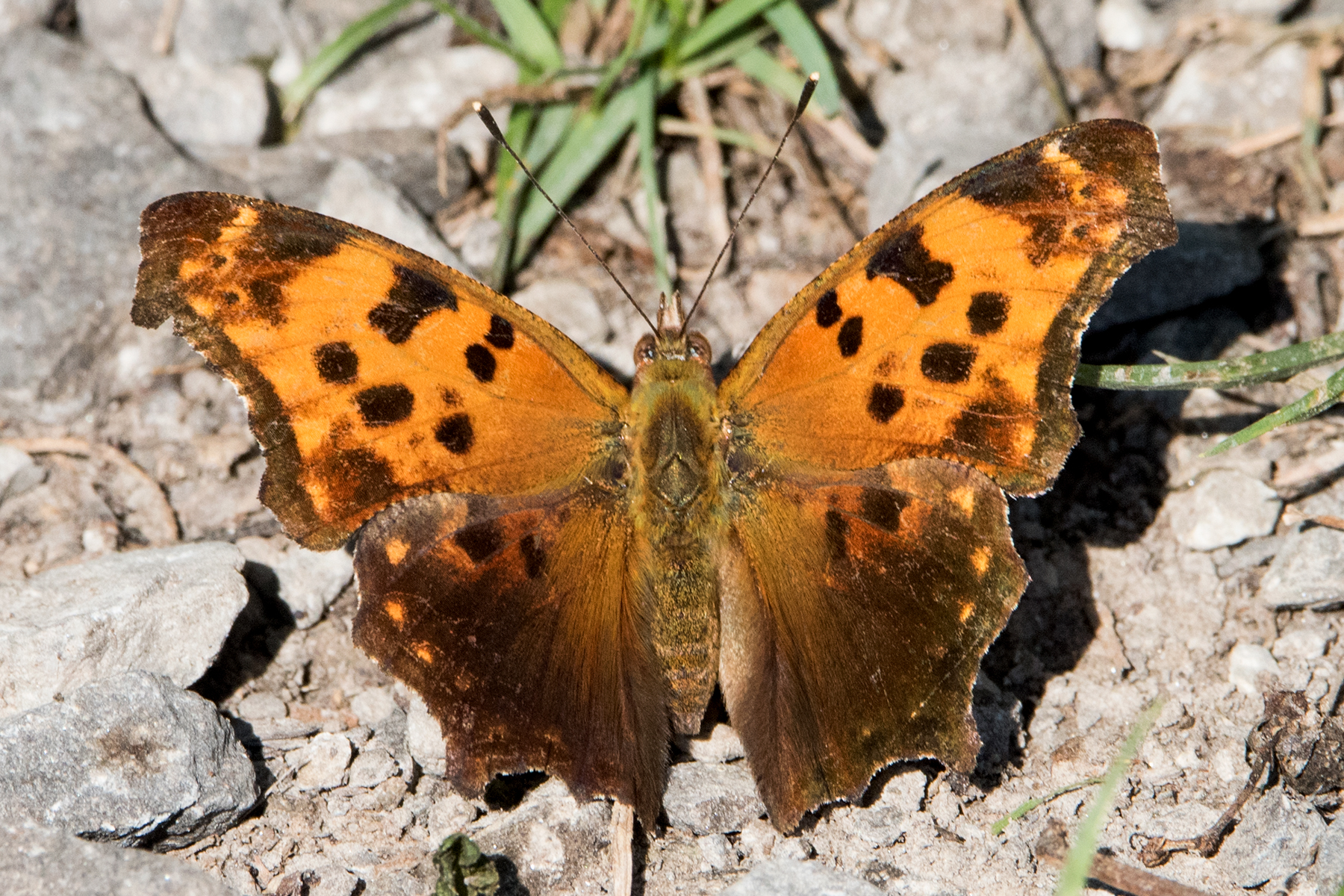 image of Eastern Comma