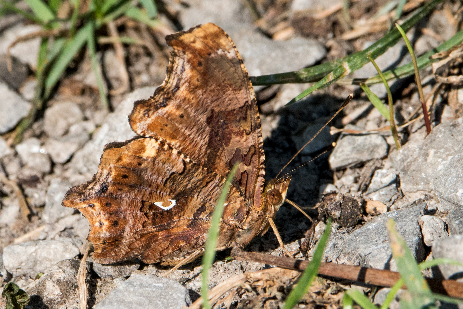 image of Eastern Comma