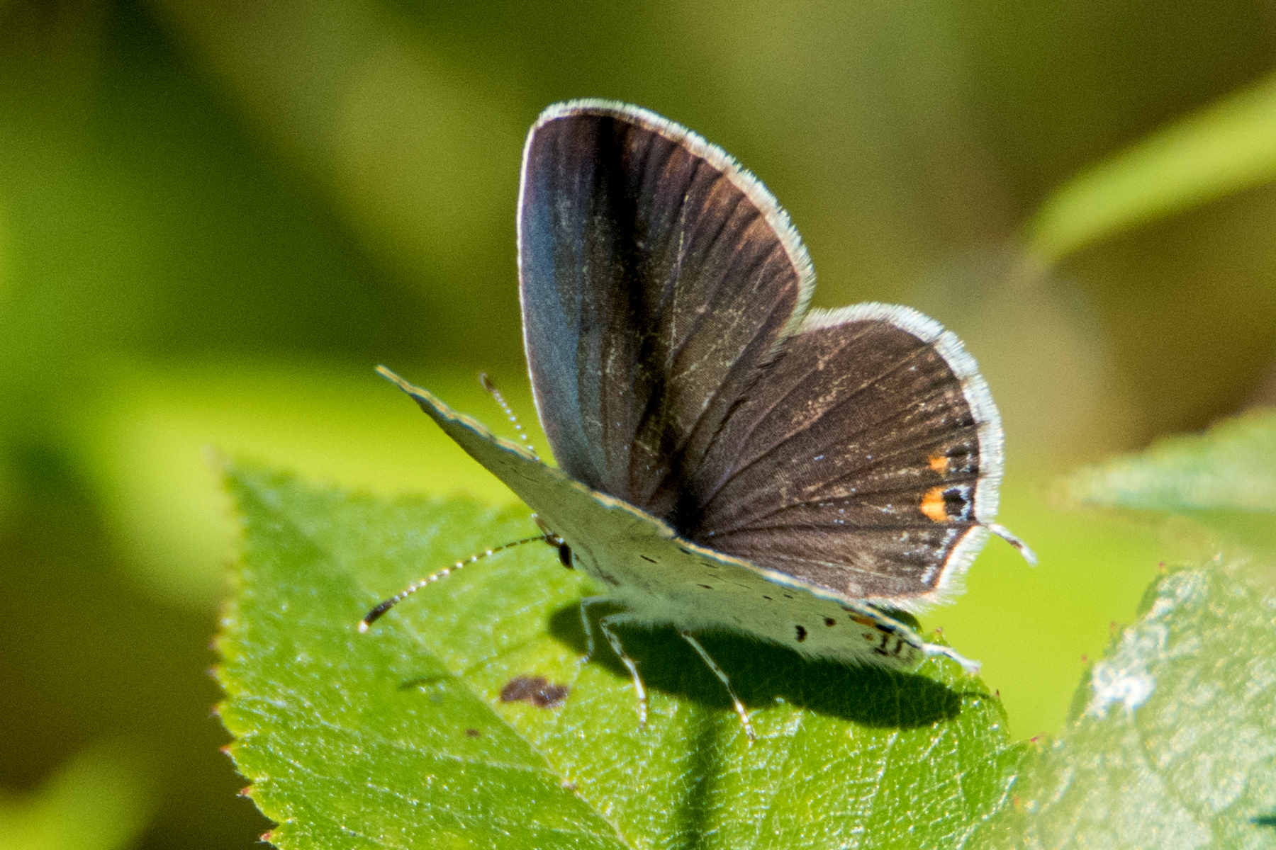 image of Eastern Tailed-Blue
