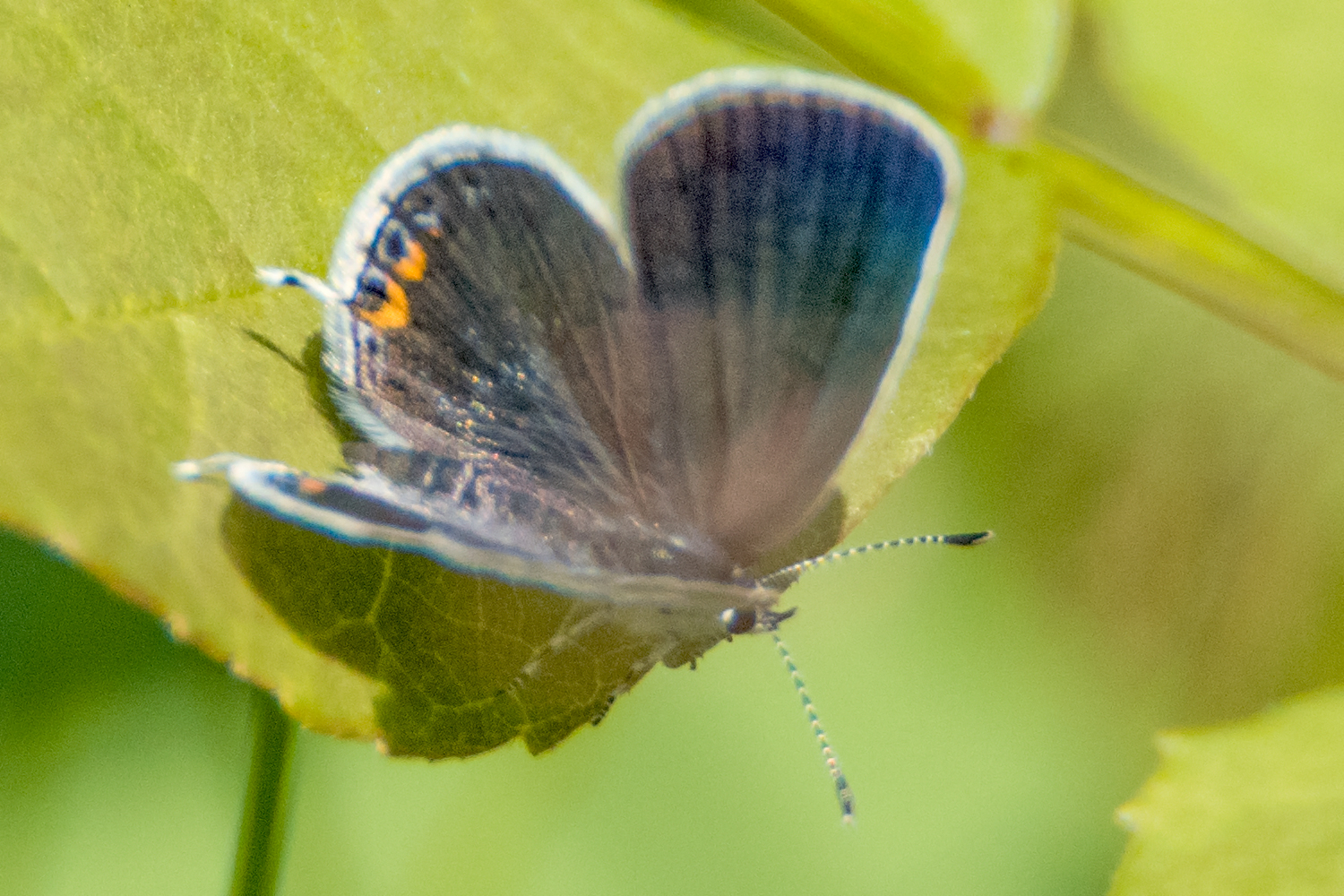 image of Eastern Tailed-Blue