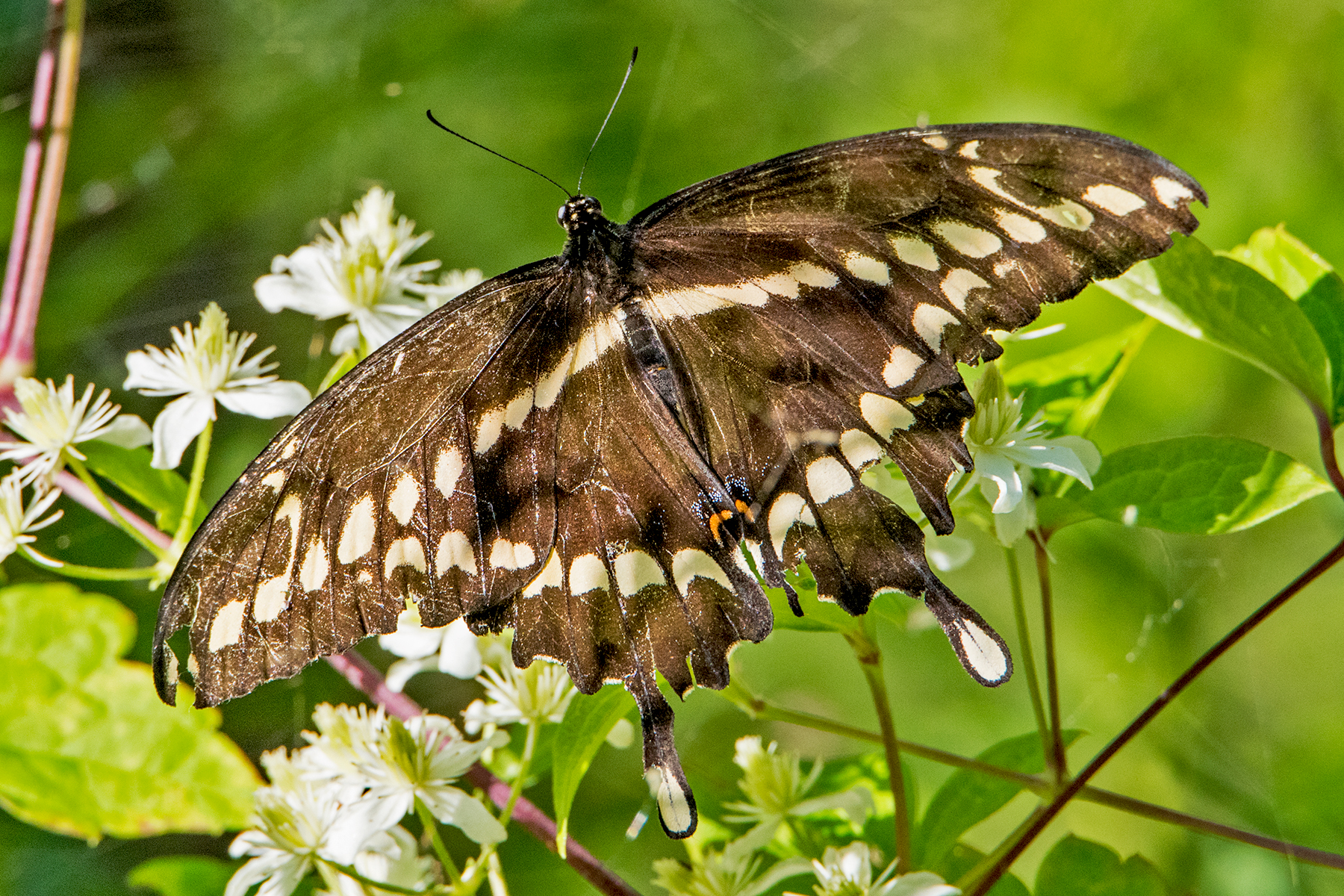 image of Giant Swallowtail