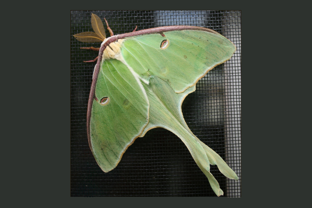 image of Luna Moth