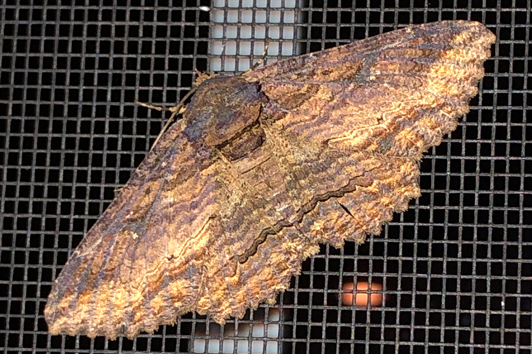 image of Lunate Zale Moth