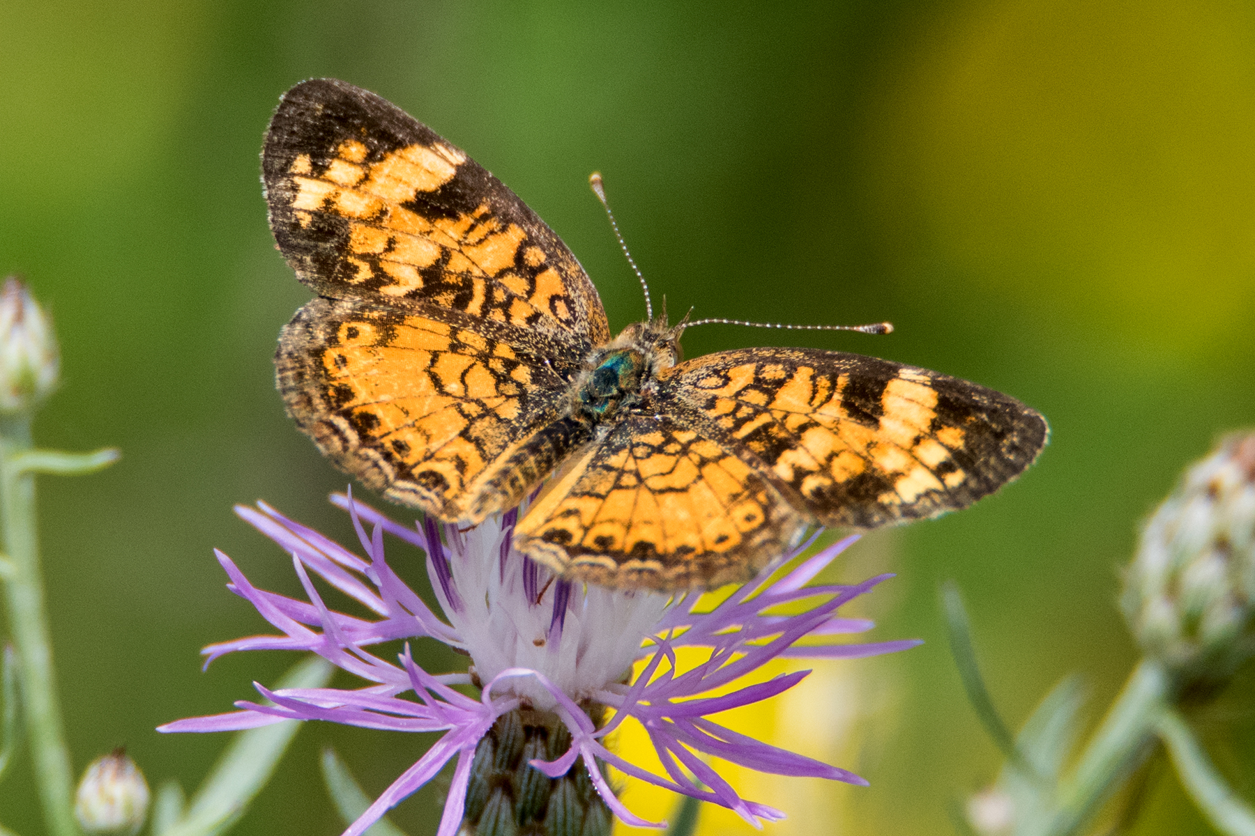 image of Pearl Crescent
