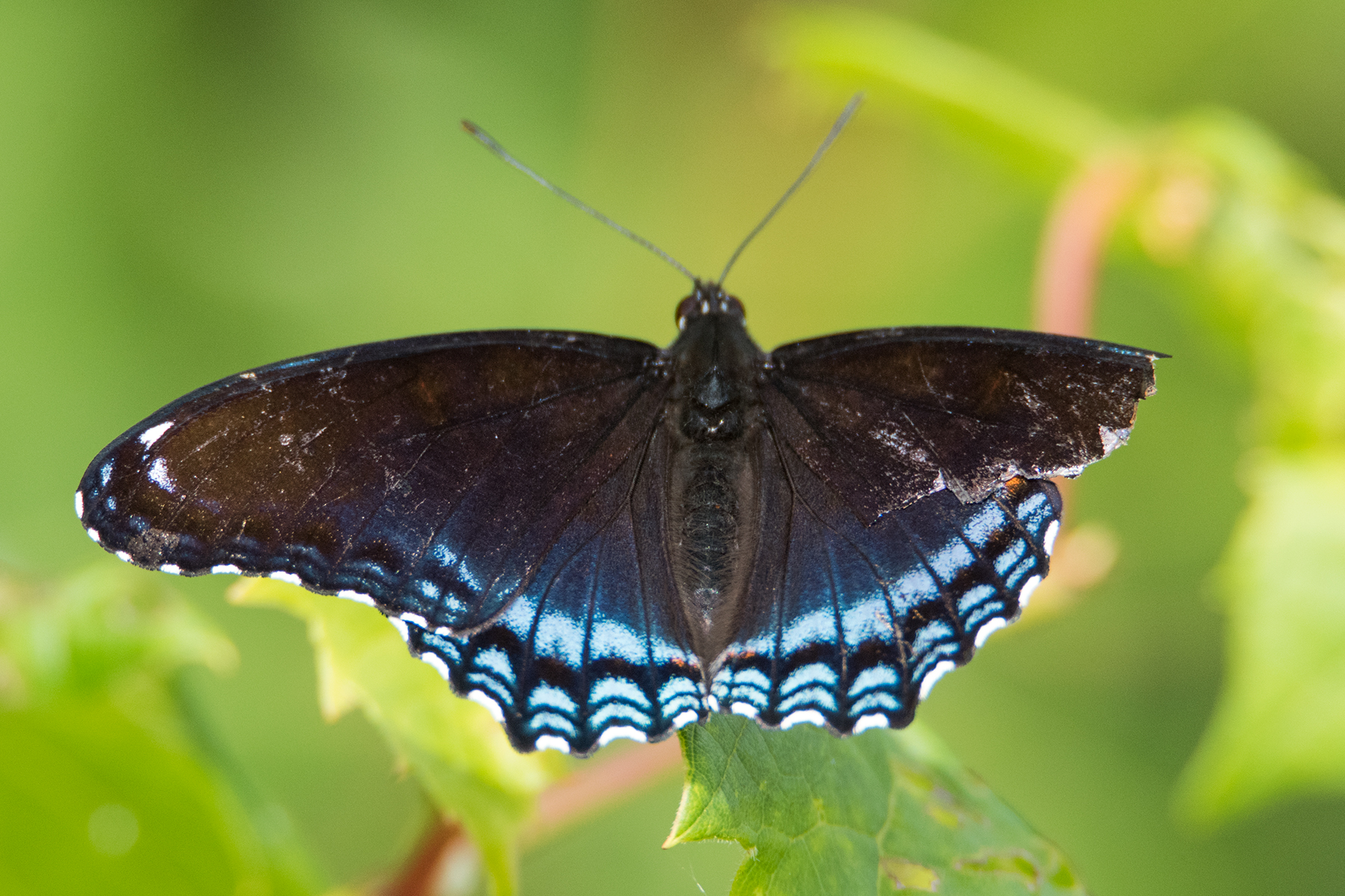 image of Red-spotted Purple