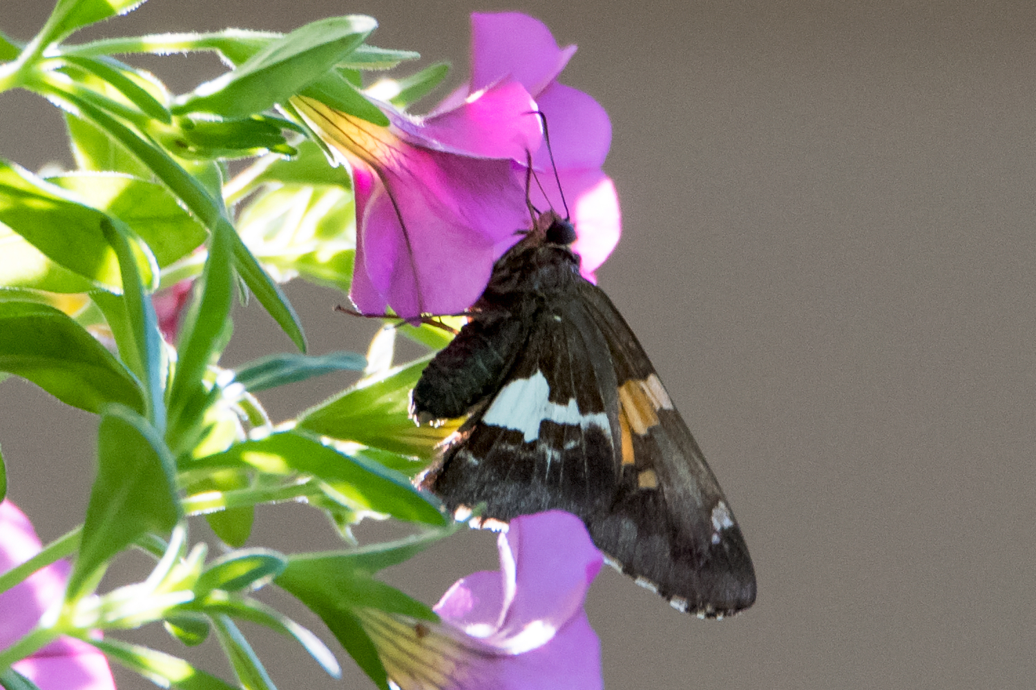 image of Silver-spotted Skipper