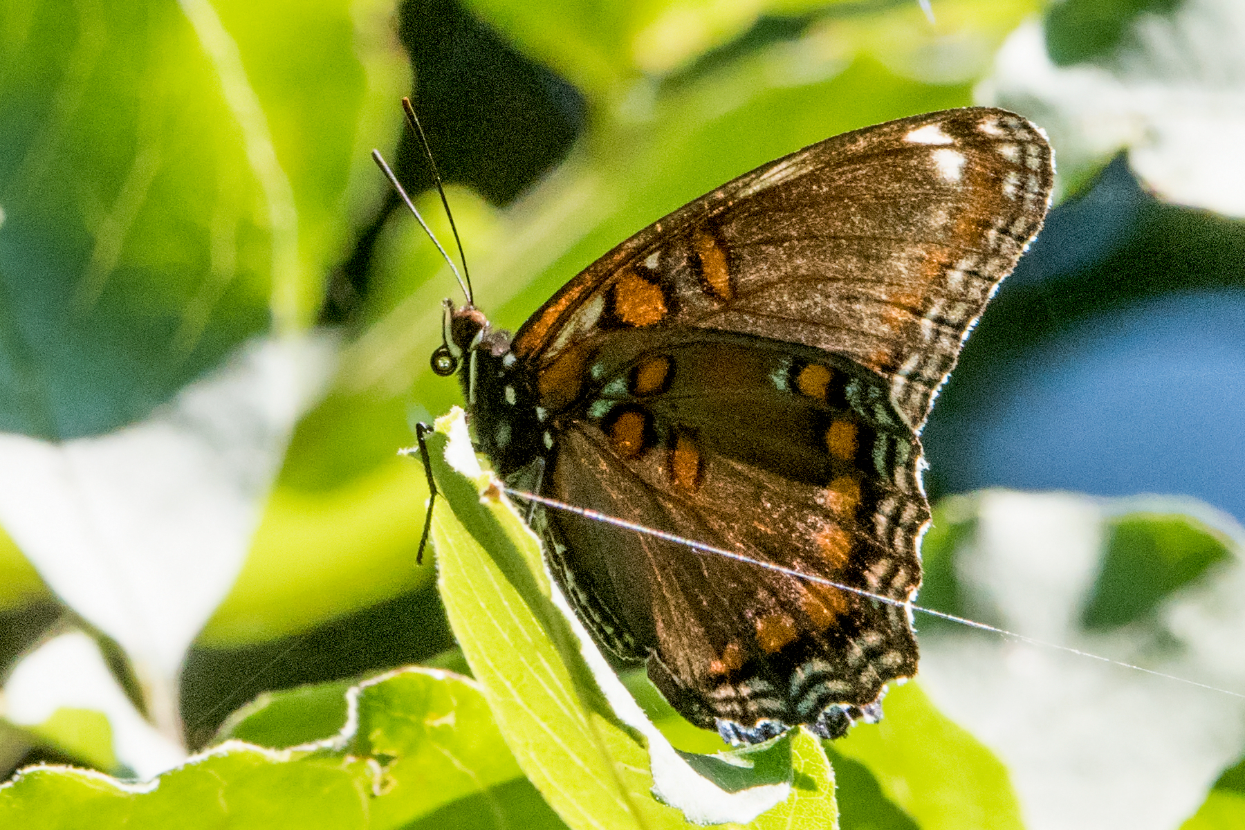 image of Red-spotted Purple