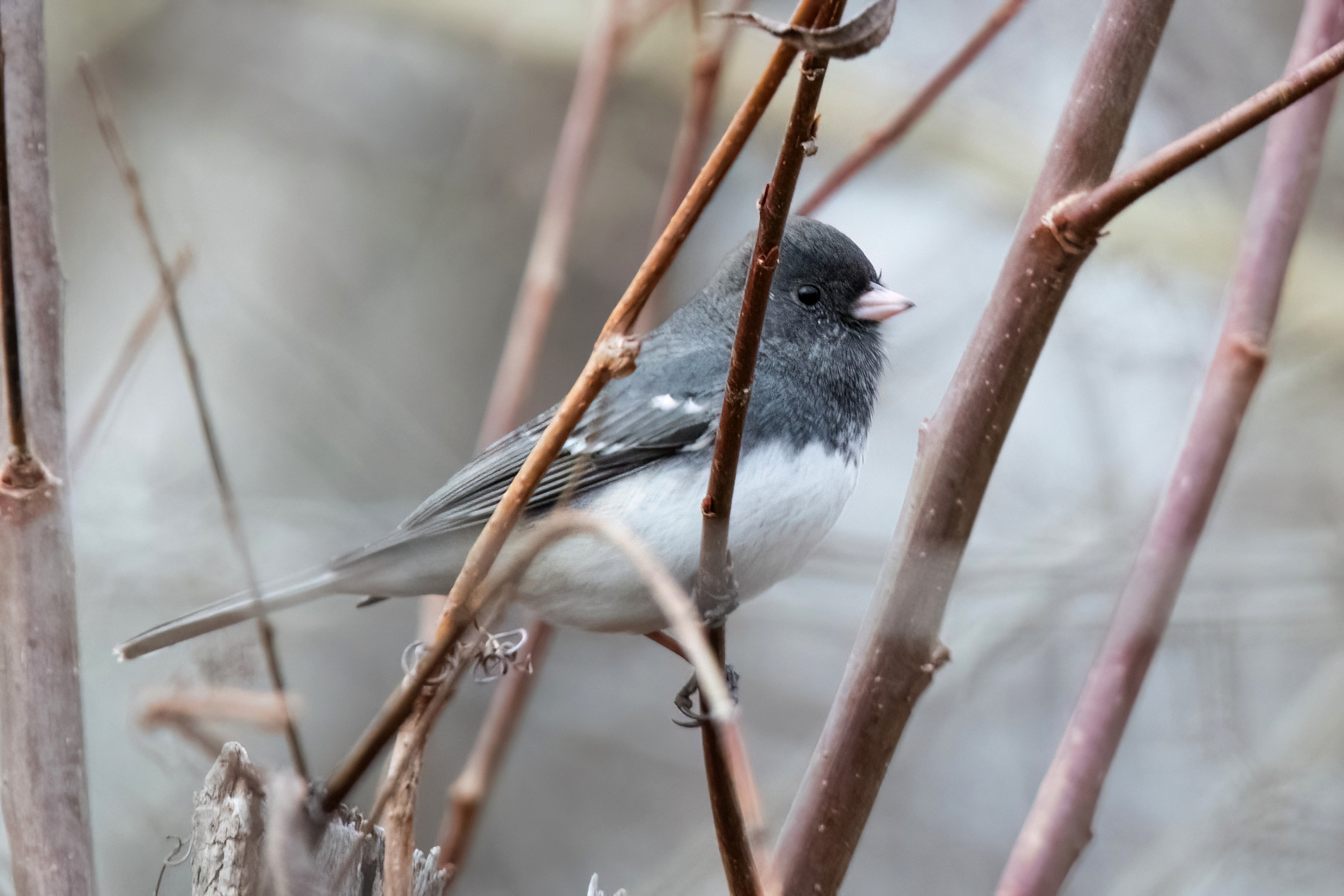 blog photo