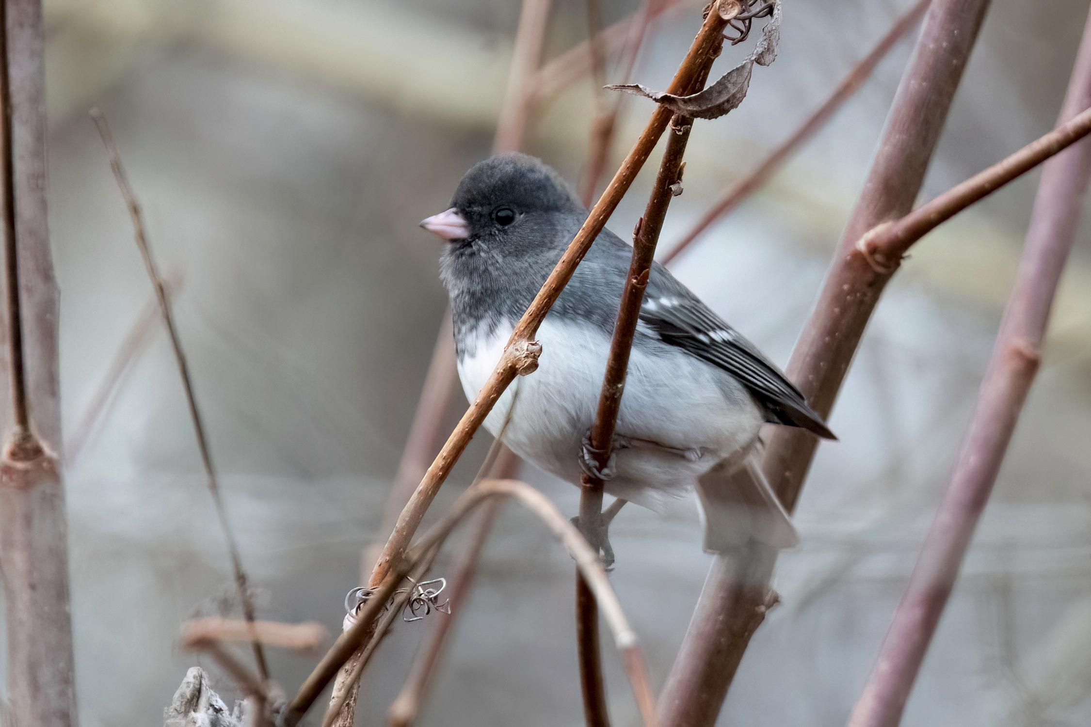 blog photo