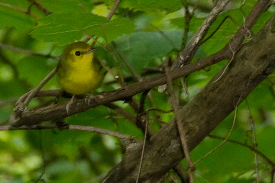 blog photo