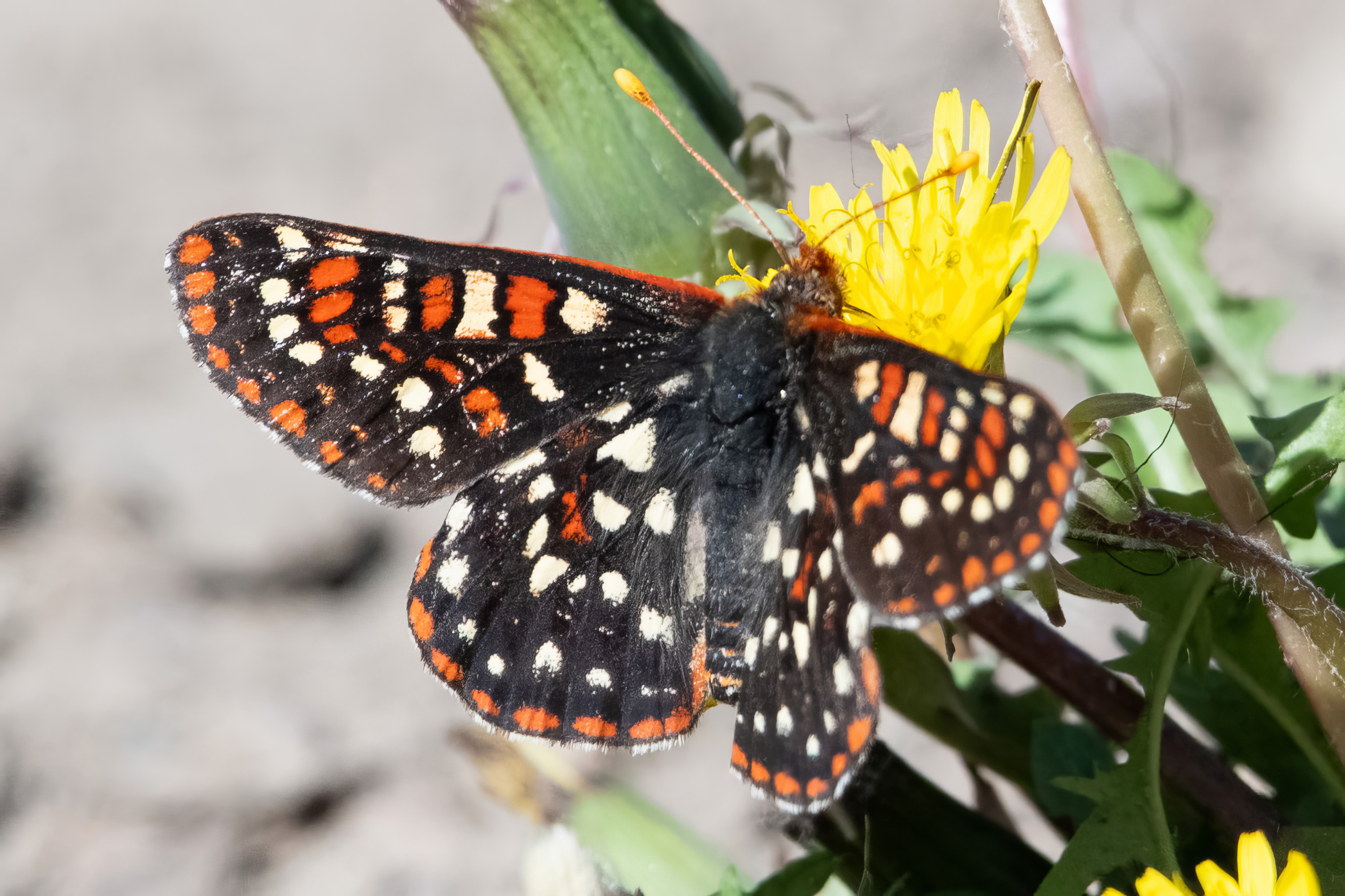 image of Anicia Checkerspot