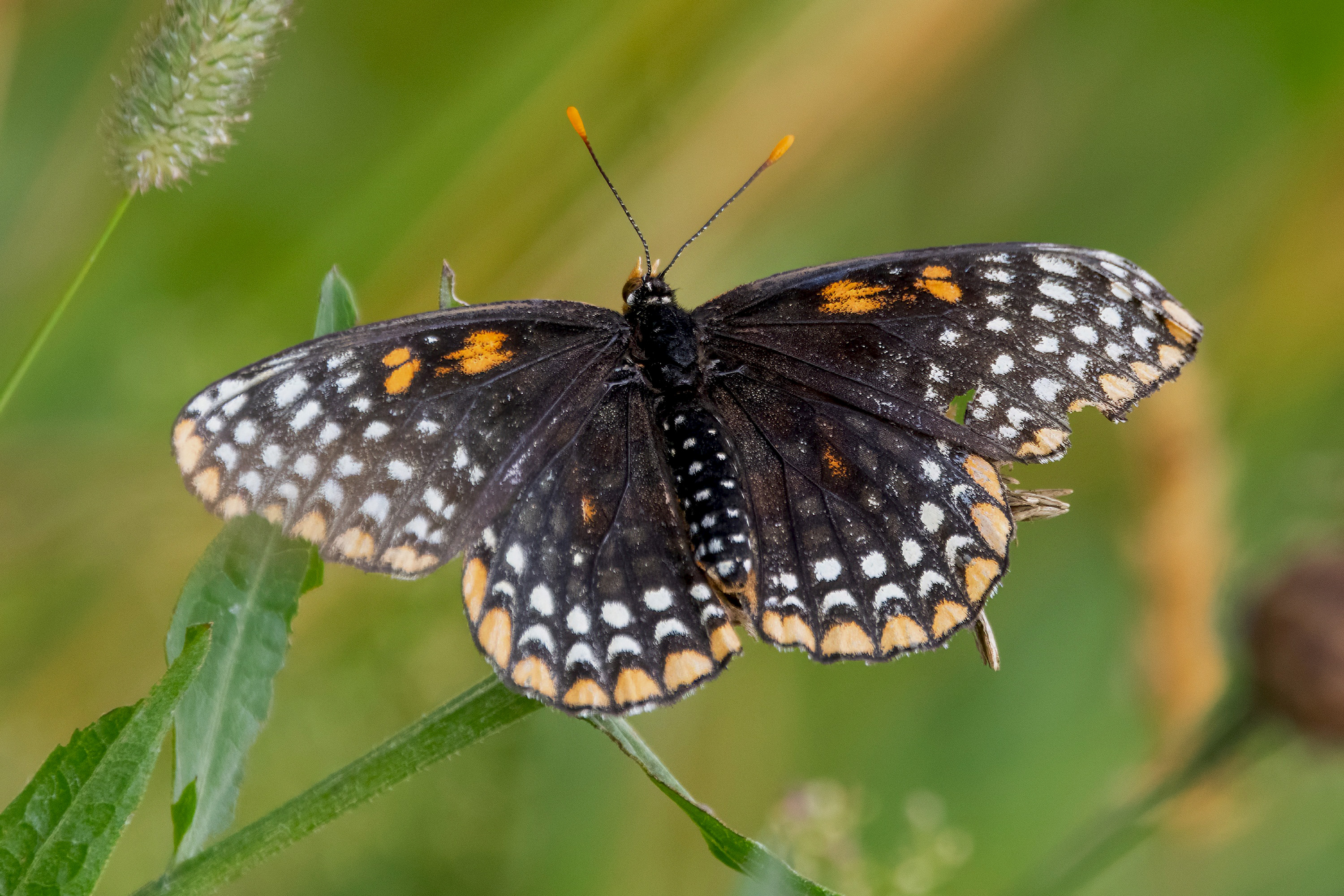 image of Baltimore Checkerspot