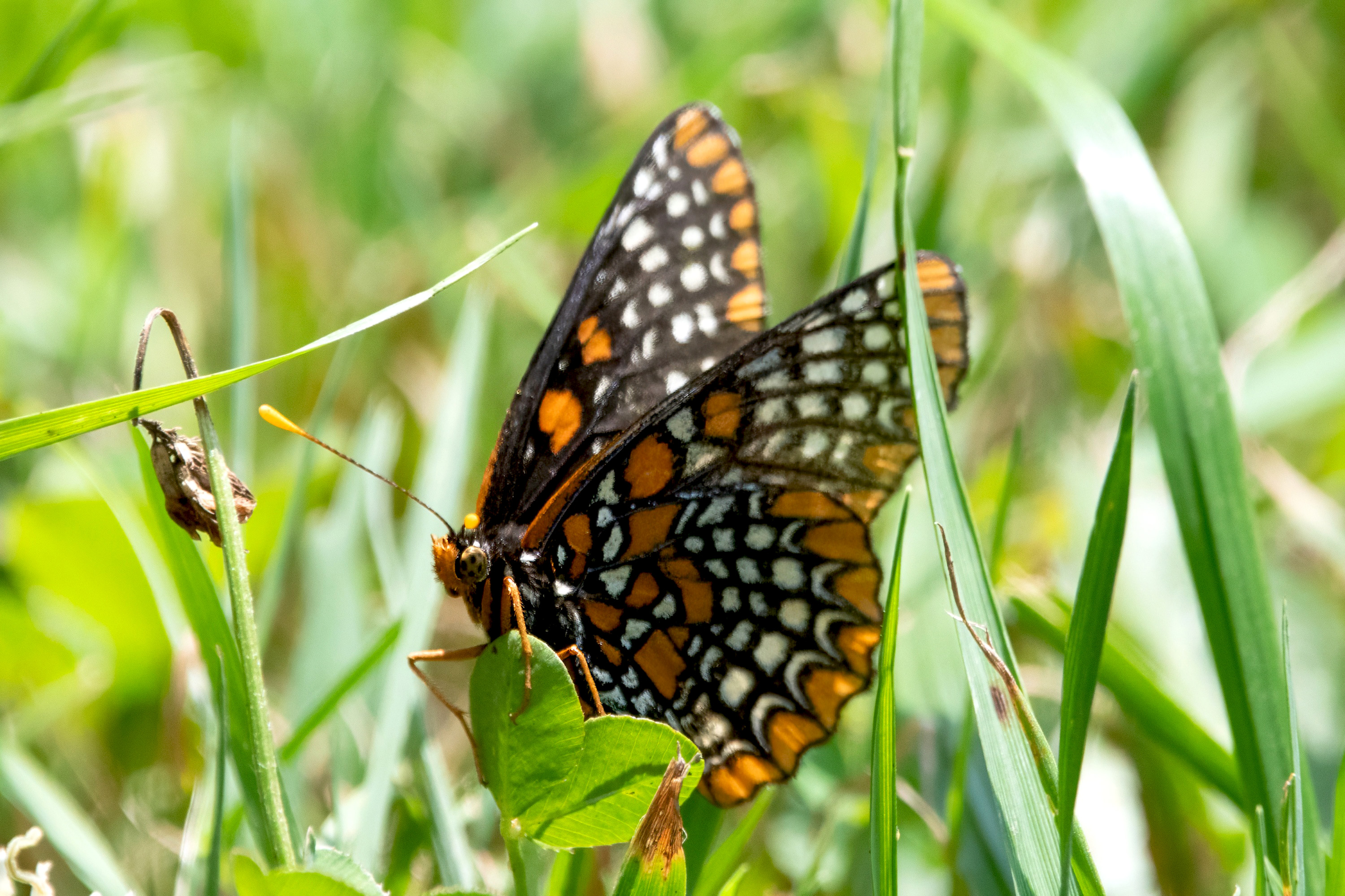 image of Baltimore Checkerspot