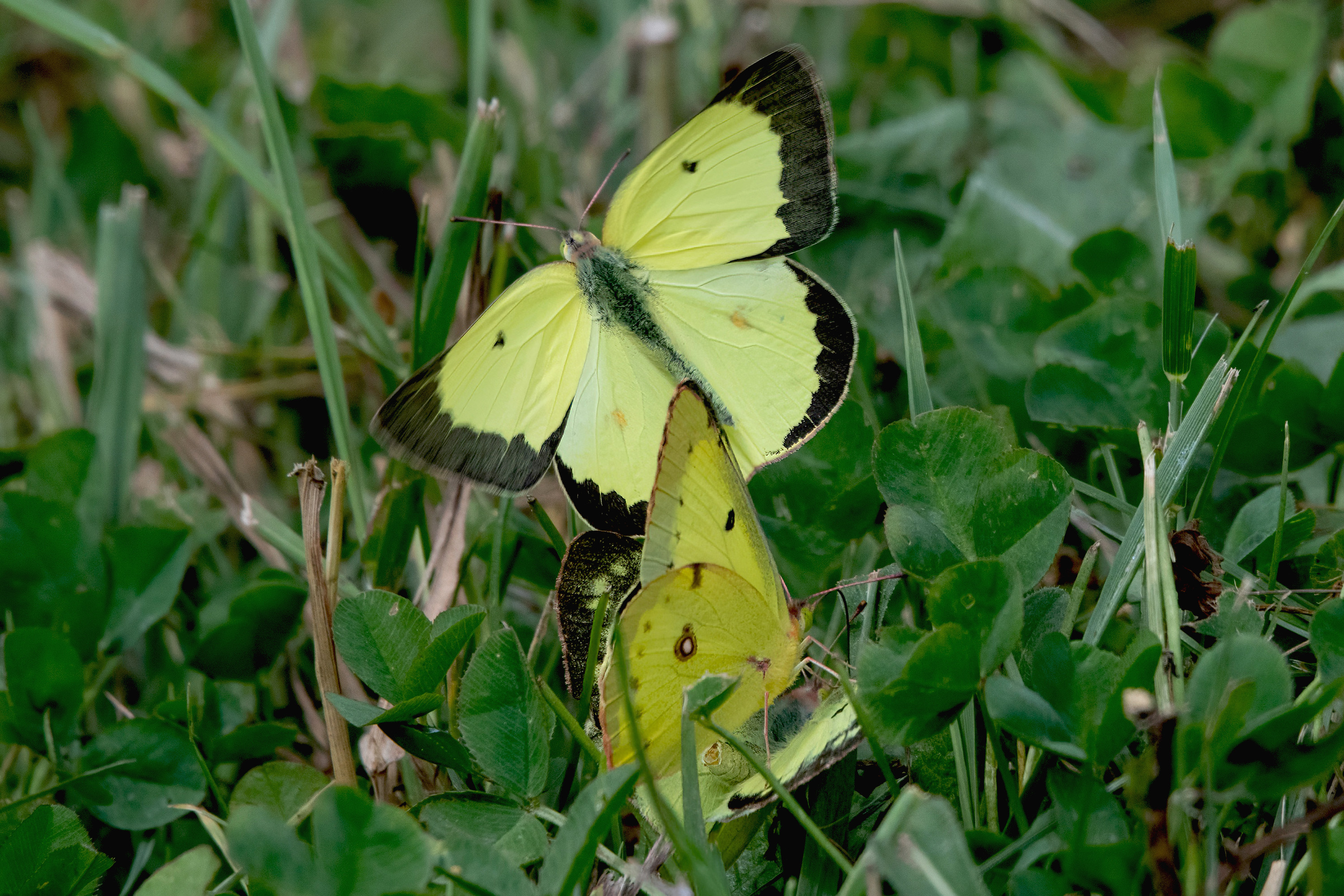 image of Clouded Sulphur