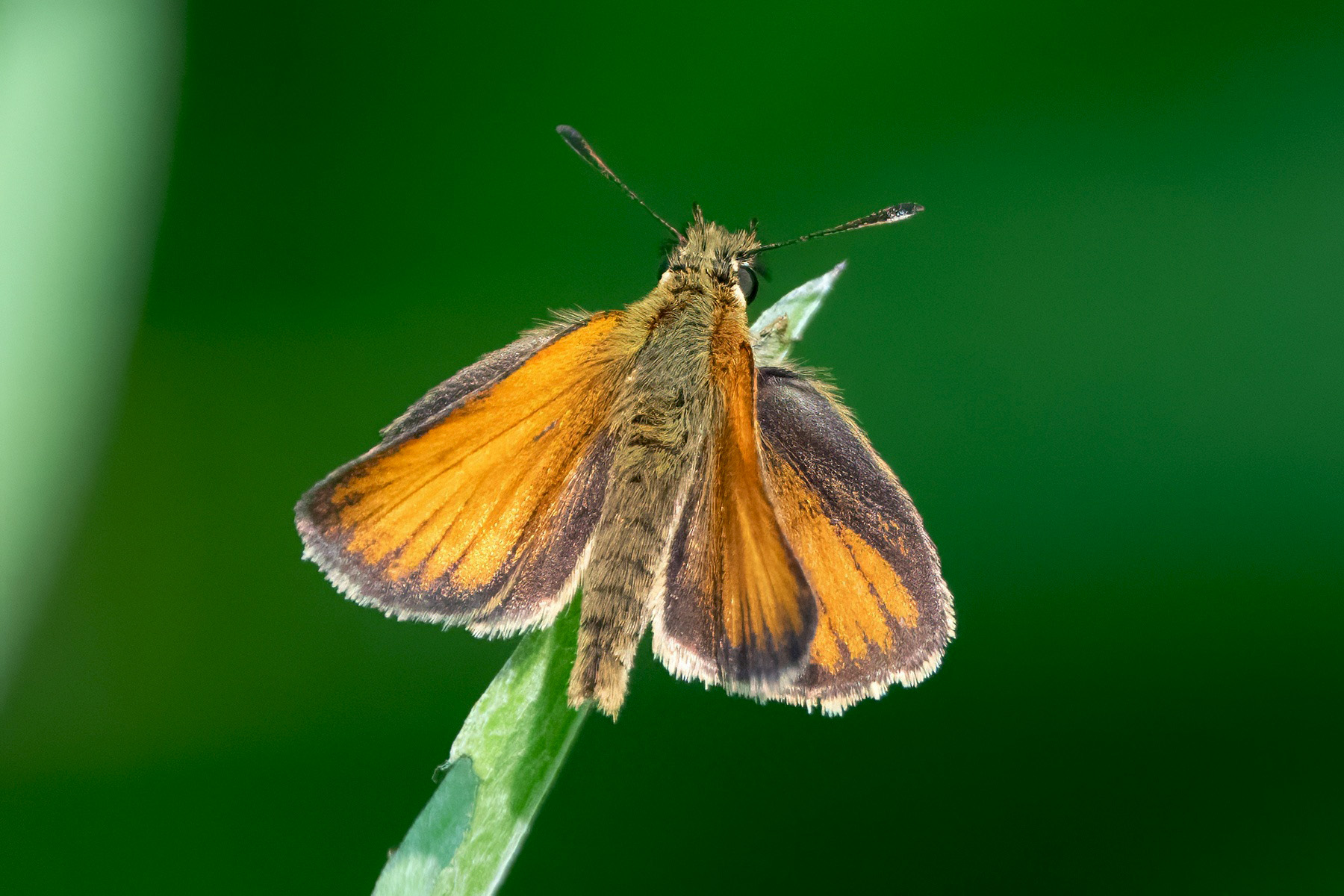 image of European Skipper