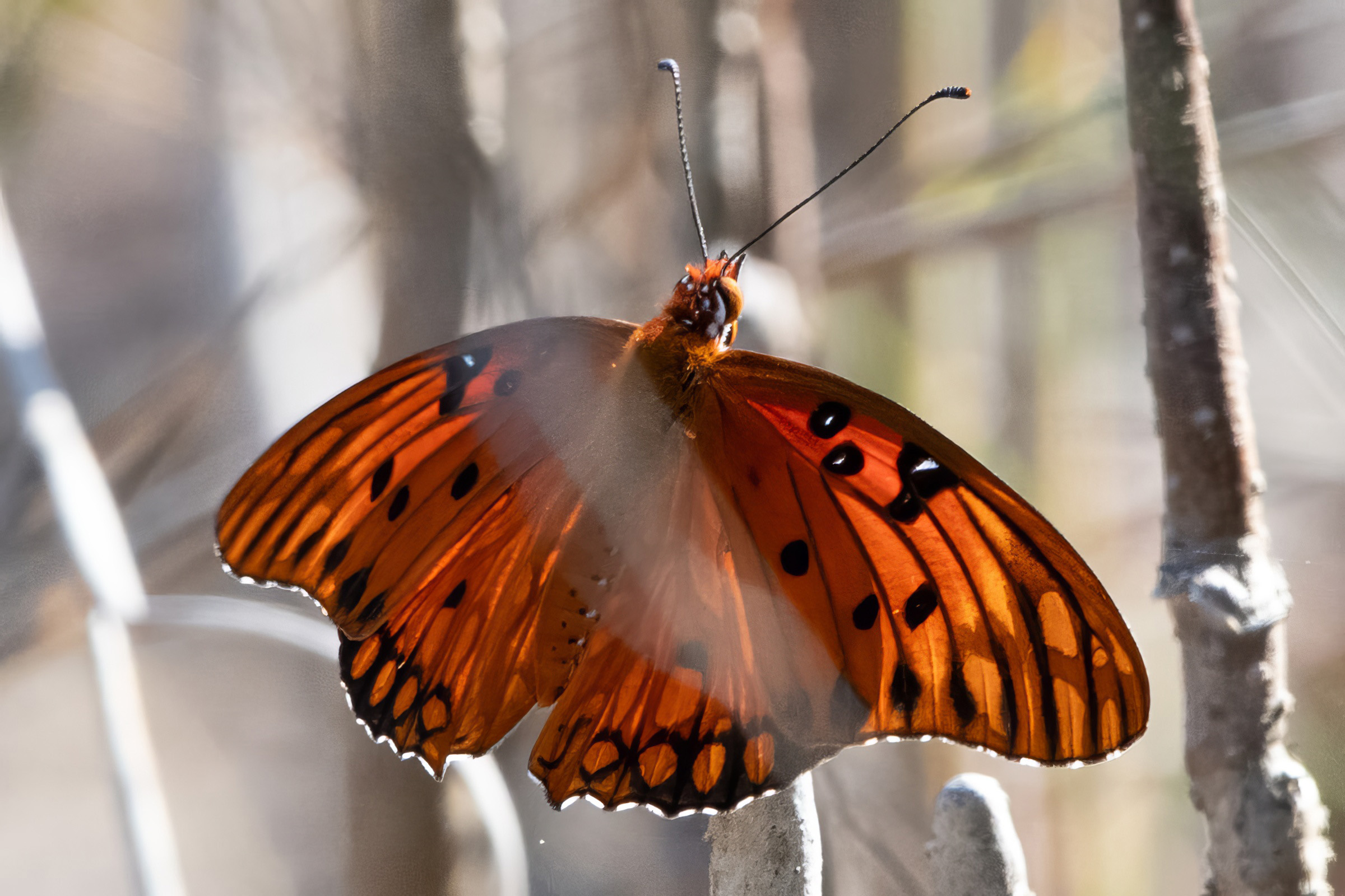 image of Gulf Fritillary