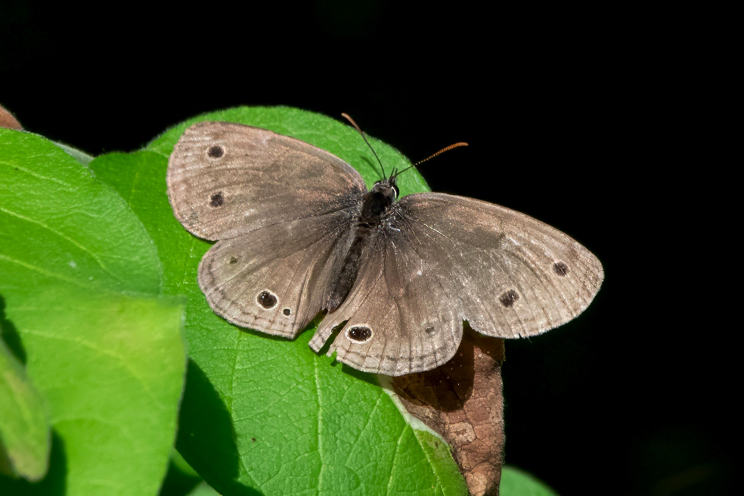 image of Little Wood-Satyr