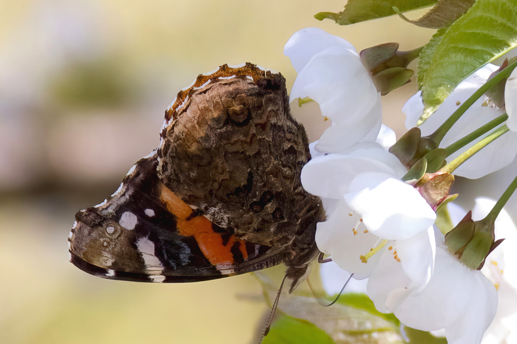 image of Red Admiral