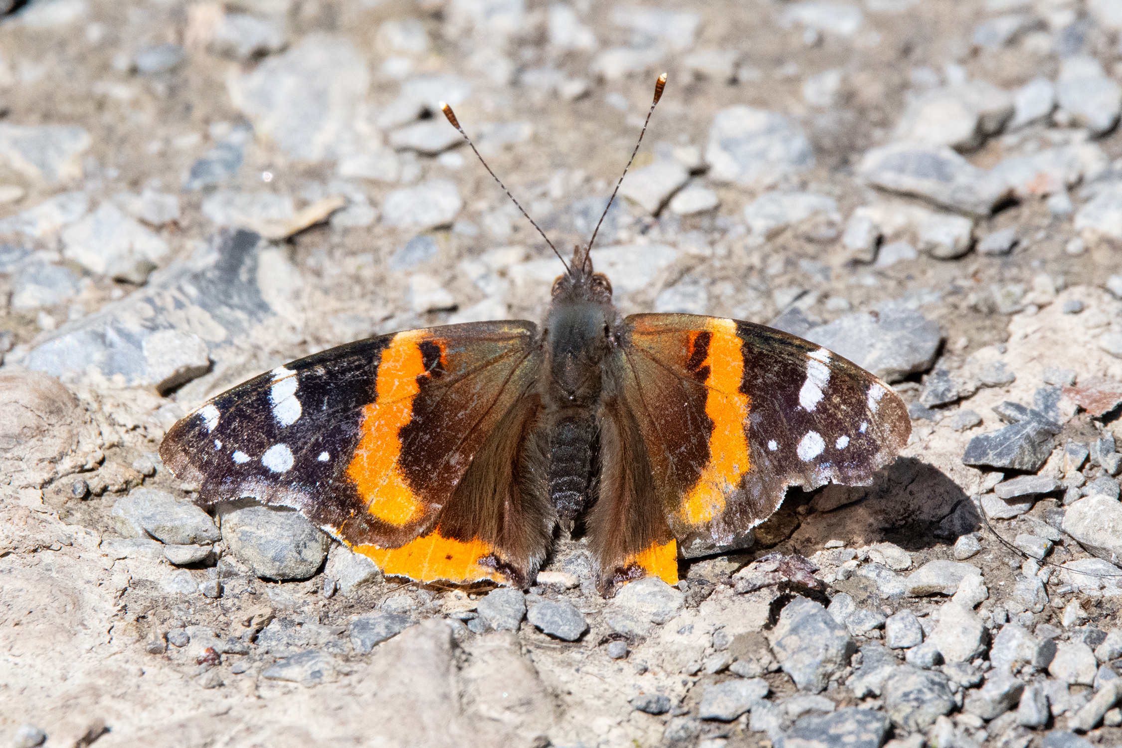 image of Red Admiral