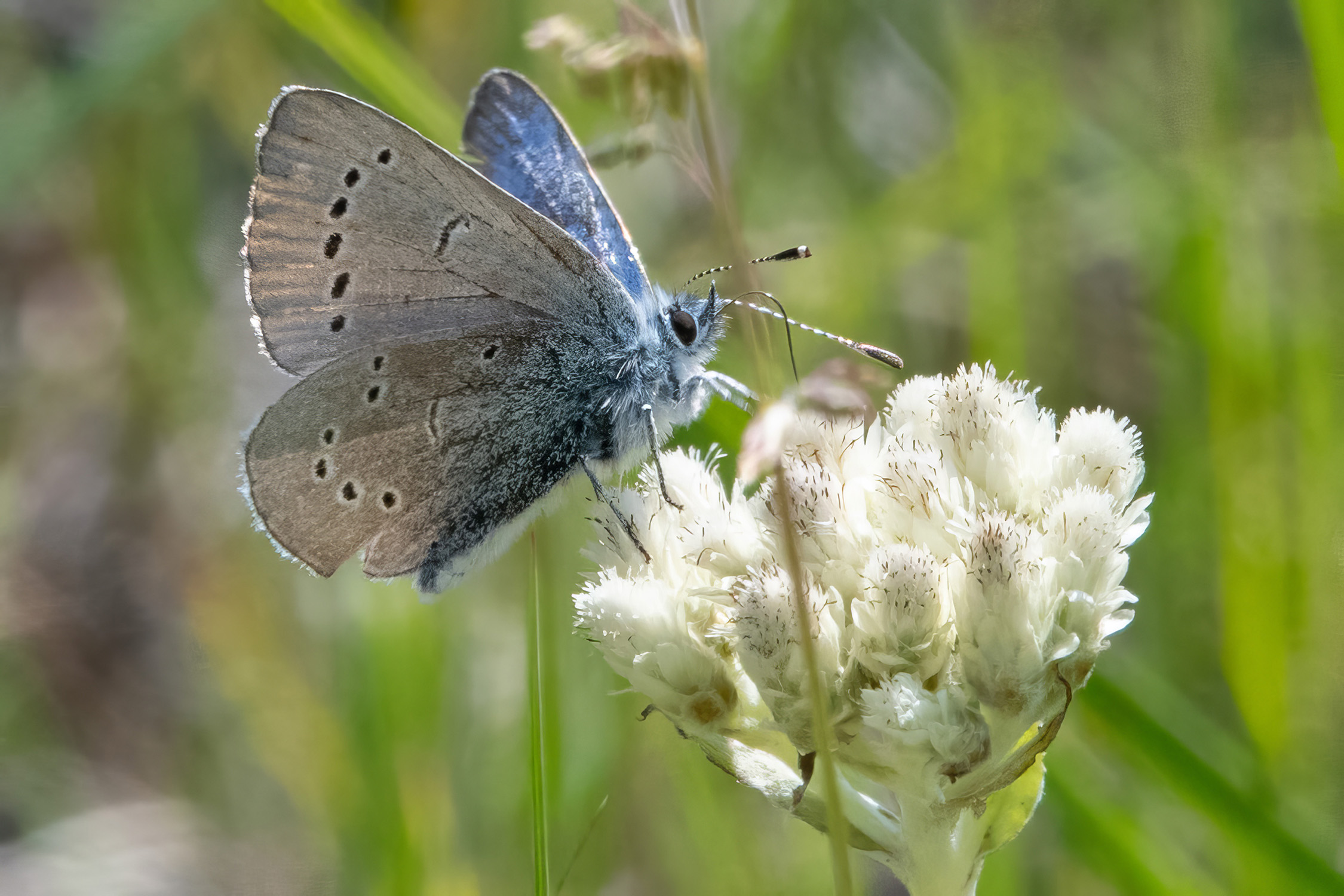 image of Silvery Blue