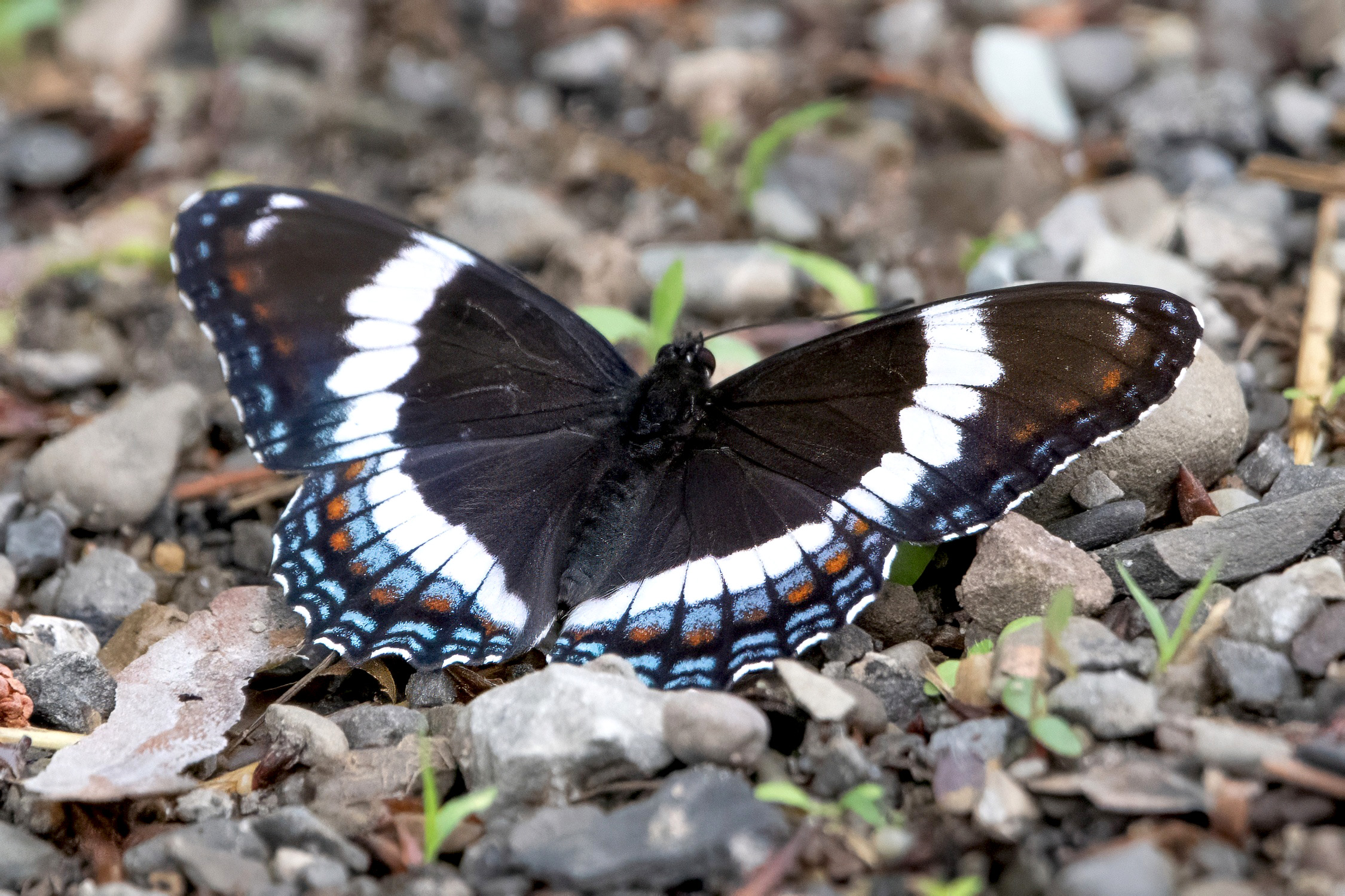 image of White Admiral