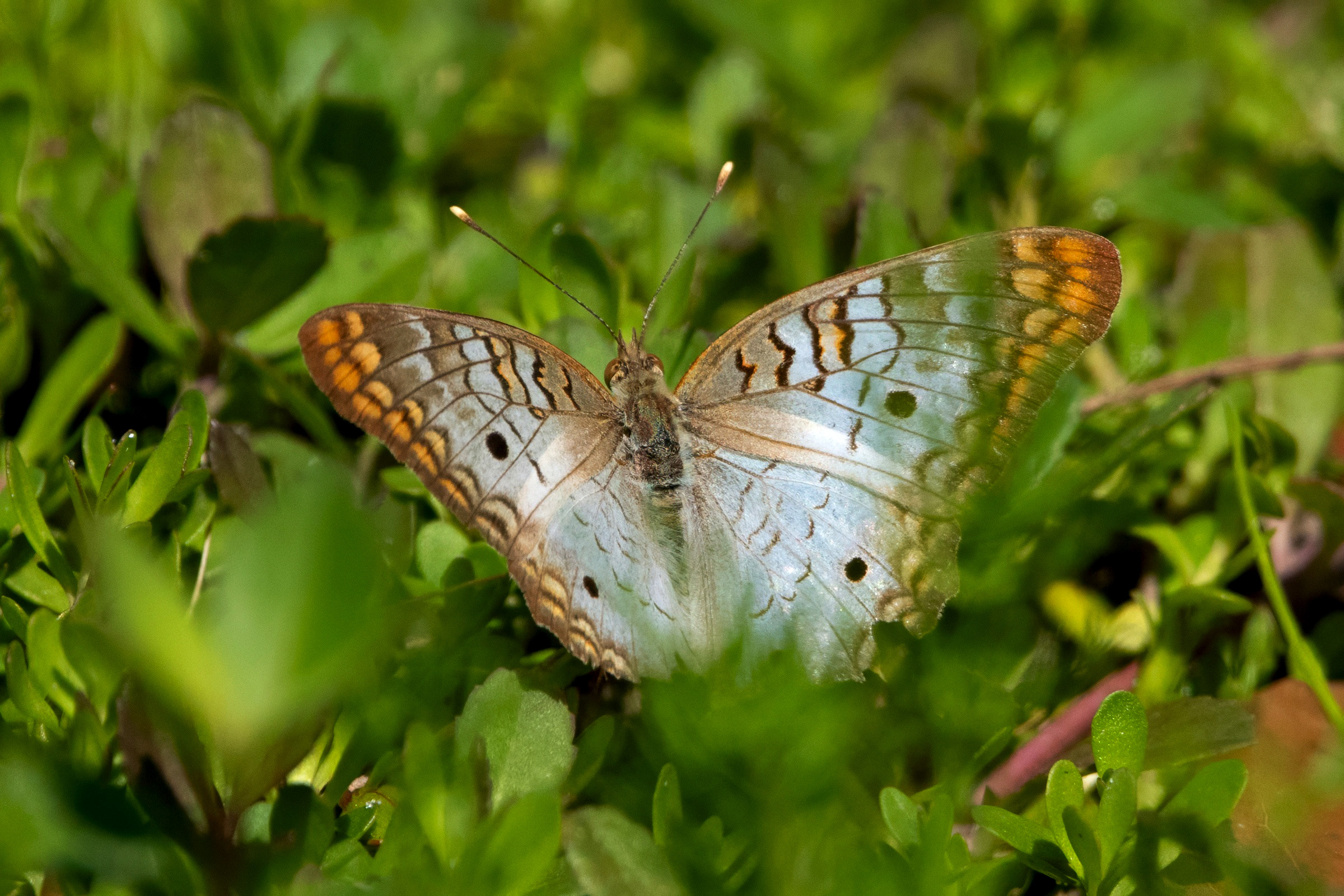 image of White Peacock