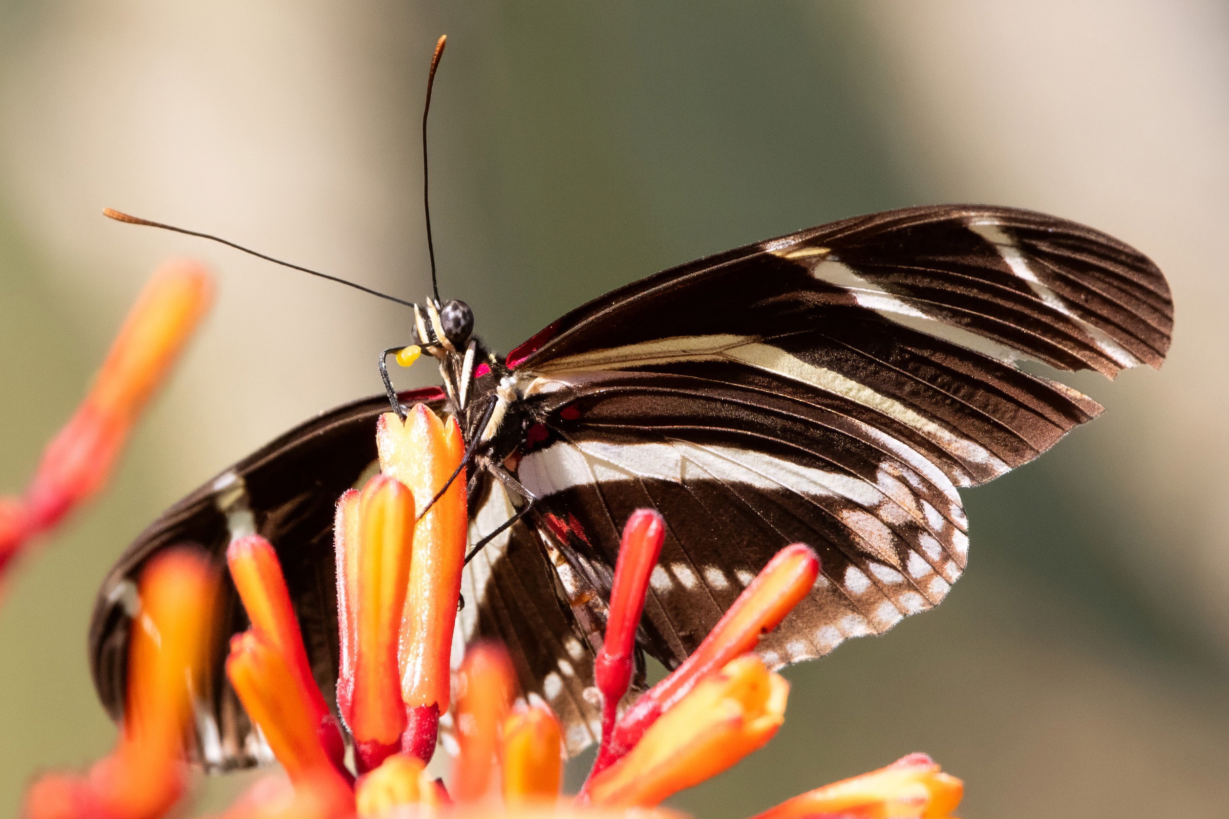 image of Zebra Heliconian