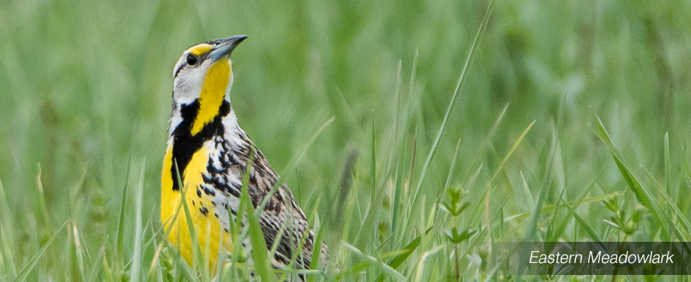 My birding blog site