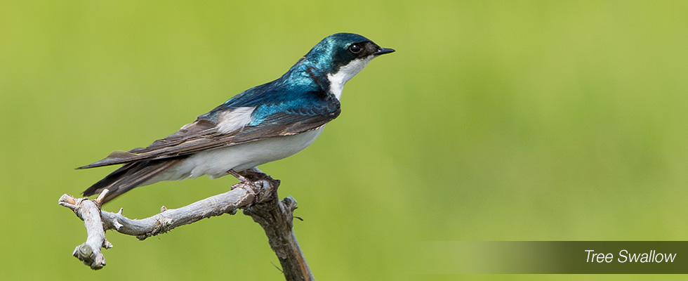 My birding blog site