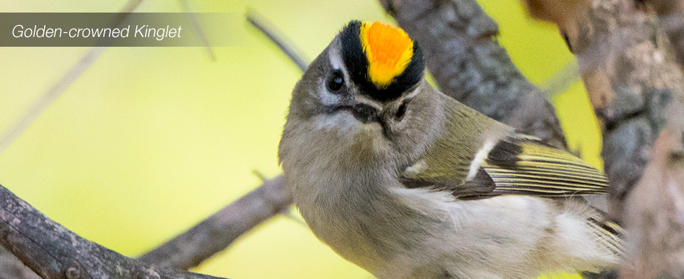 My birding blog site