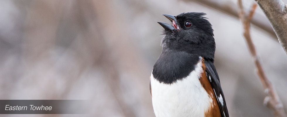 My birding blog site