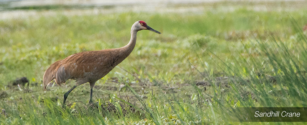 My birding blog site