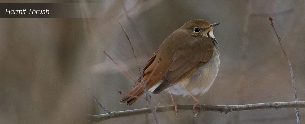 My birding blog site