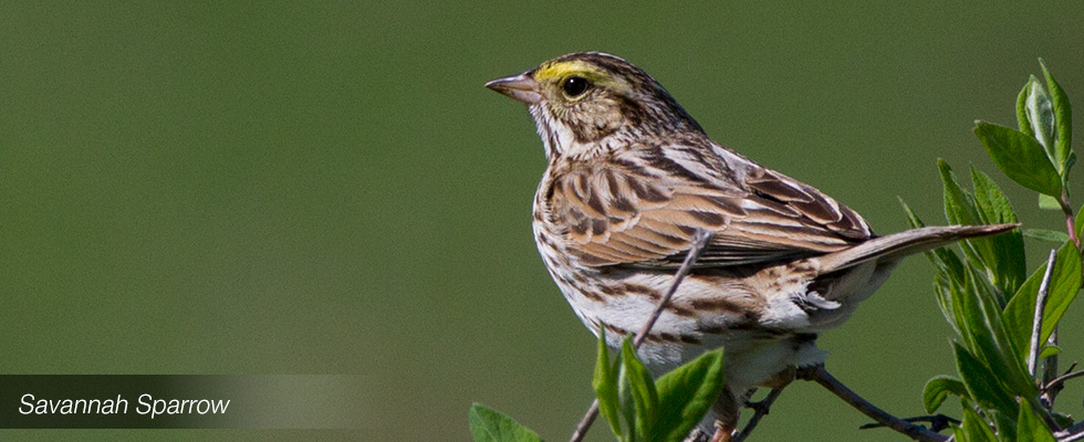 My birding blog site