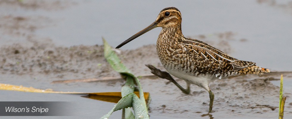 My birding blog site