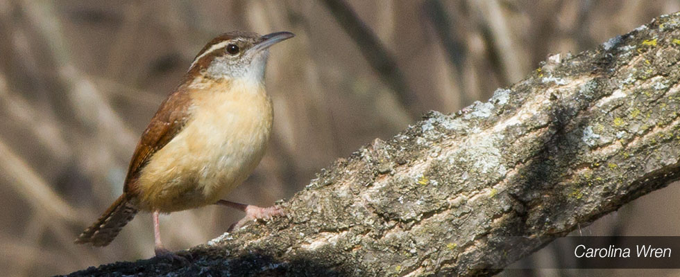 My birding blog site