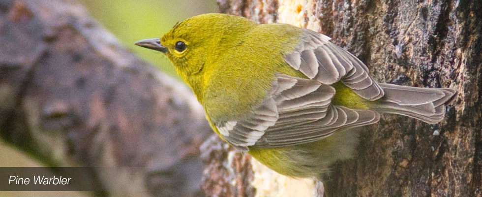 My birding blog site