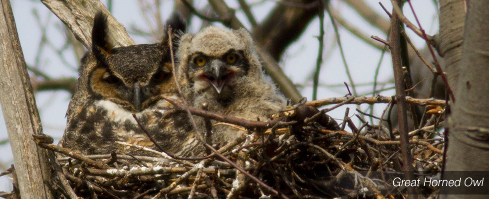 My birding blog site