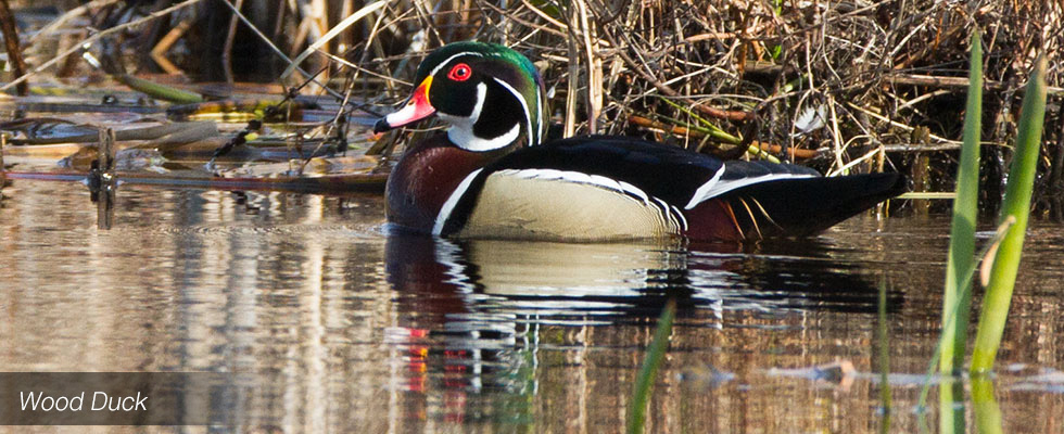 My birding blog site