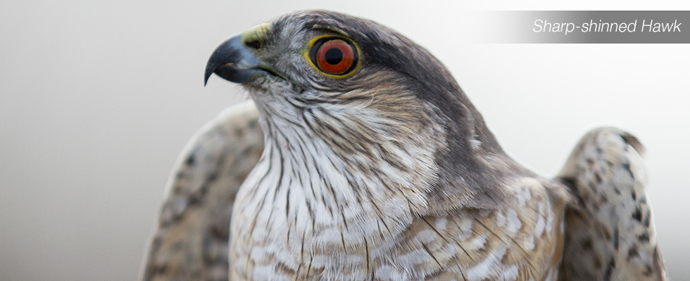 My birding blog site