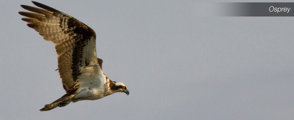 My birding blog site