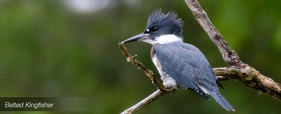 My birding blog site